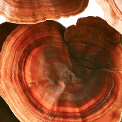 Reishi Mushroom